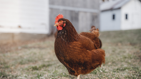 Poultry
